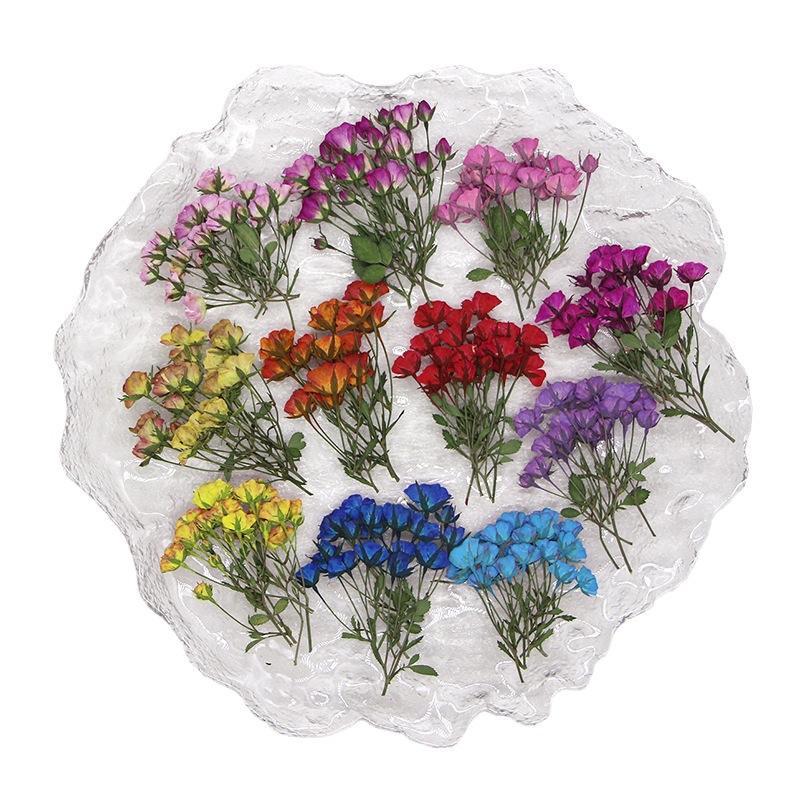 Dried Flower Bookmark - Herbario de flores y plantas para