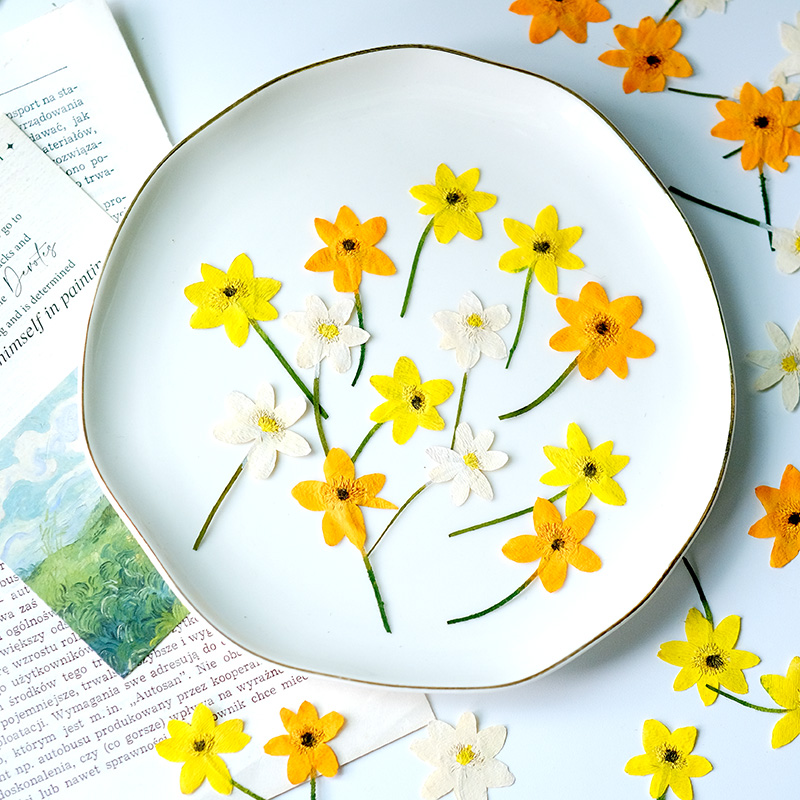 Dried Flower Bookmark - 5-7cm/16 Piezas, Pétalos de Anémona Naturales