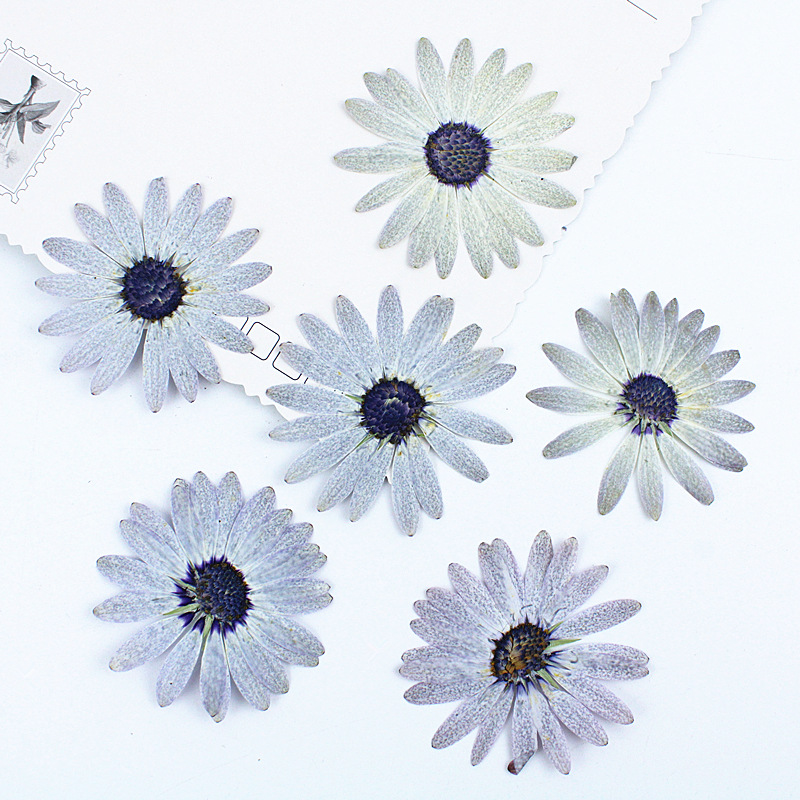 Dried Flower Bookmark - 12 Uds/4-6cm, Margaret blanco gris Premium,