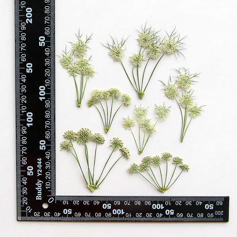 Dried Flower Bookmark - Herbario de Flores de Ammi Visnaga
